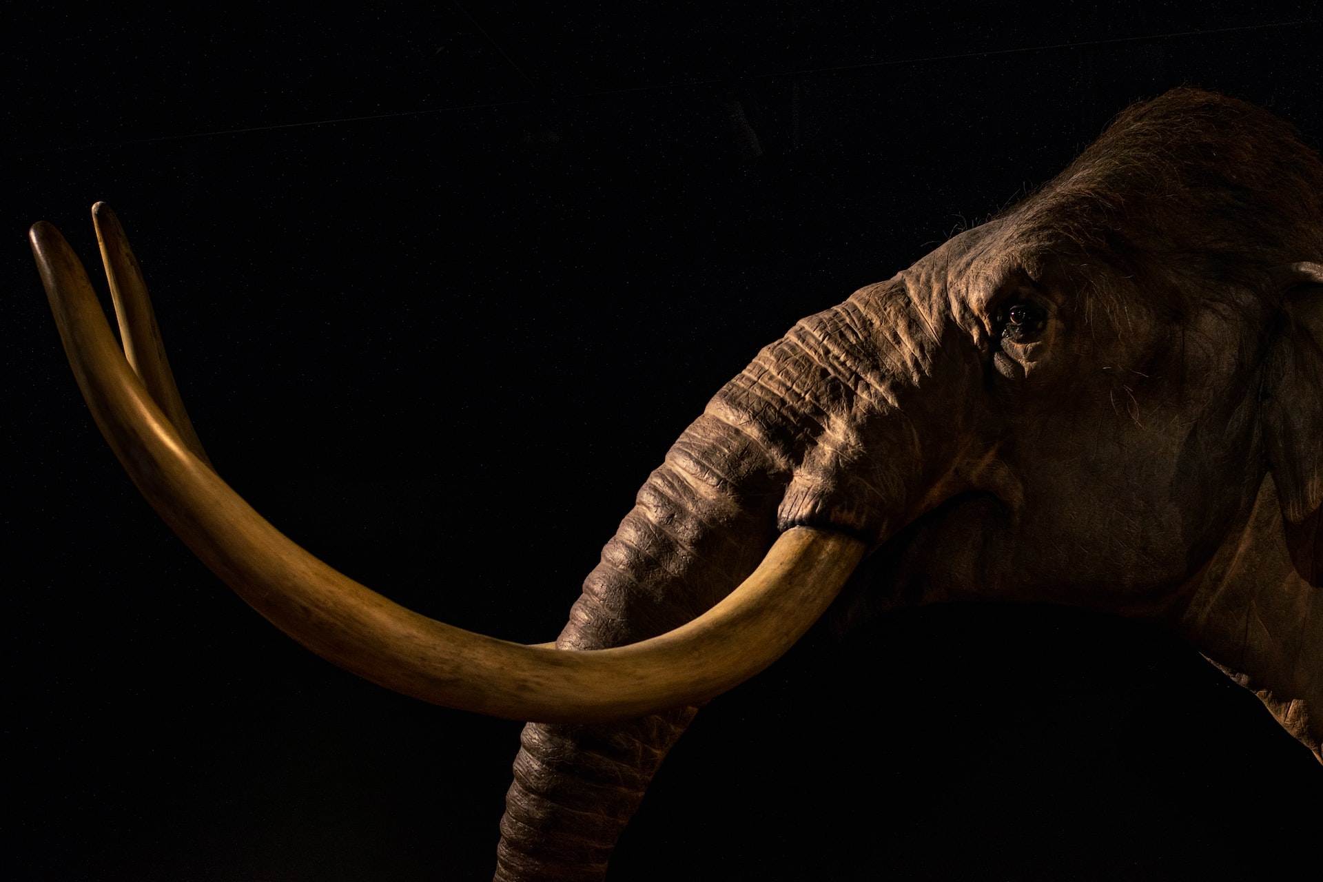 The head of a mammoth against a blank background